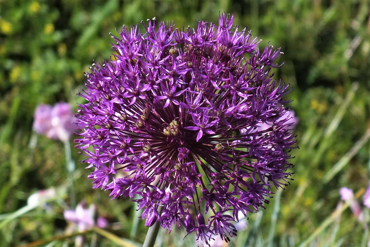 flowers summer purple free photo