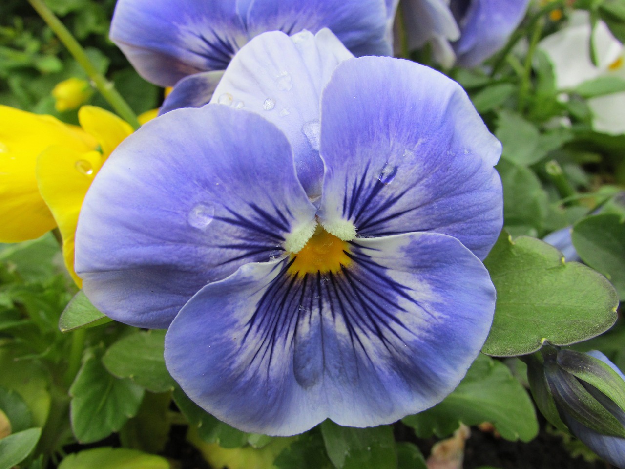 flowers pansy spring free photo