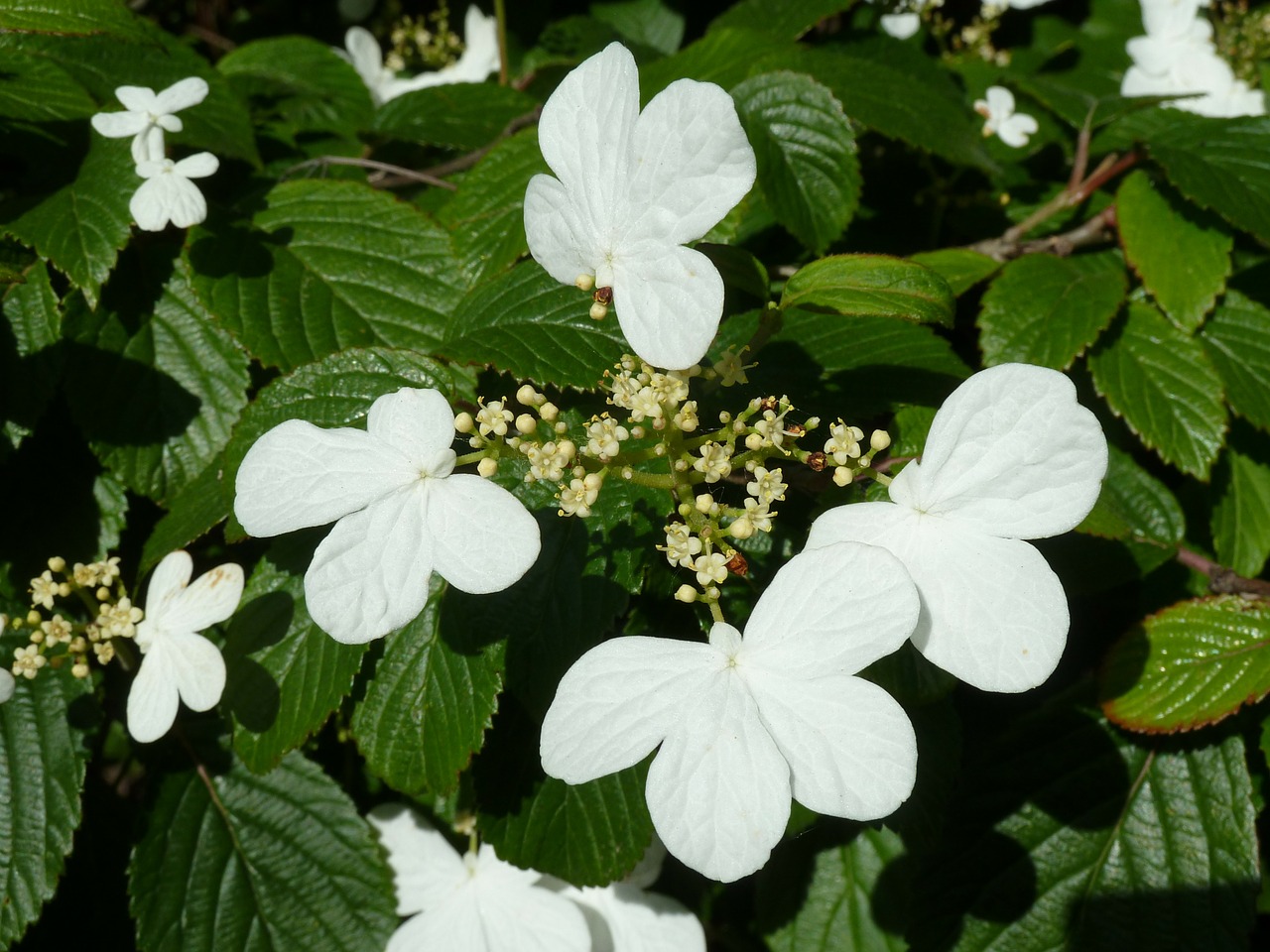 flowers white white flower free photo