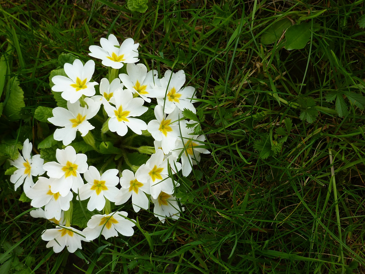 flowers wild flower nature free photo