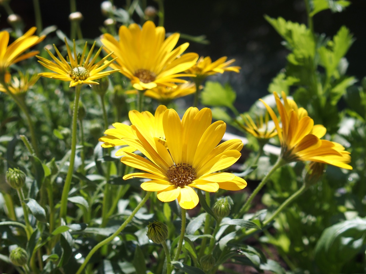 flowers nature garden free photo