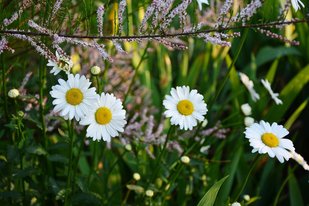 flowers white chrysanthemum free photo