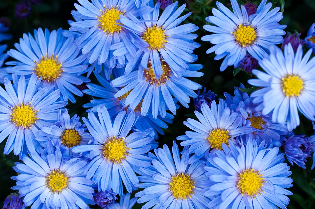 flowers asters blue free photo