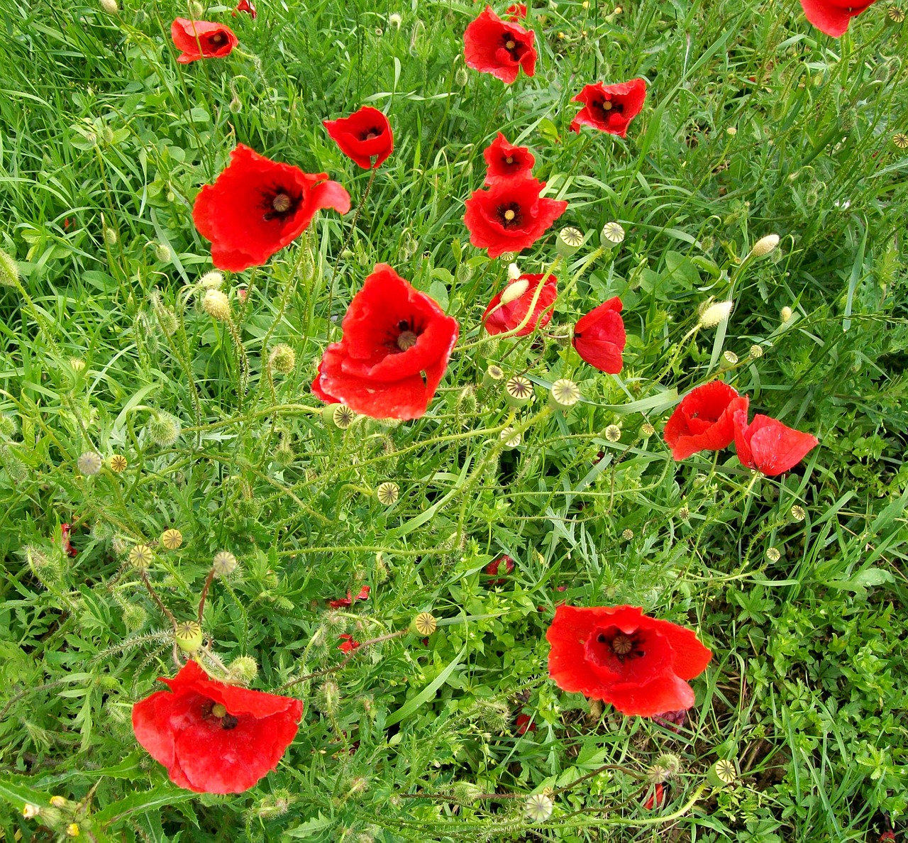 flowers red prato free photo