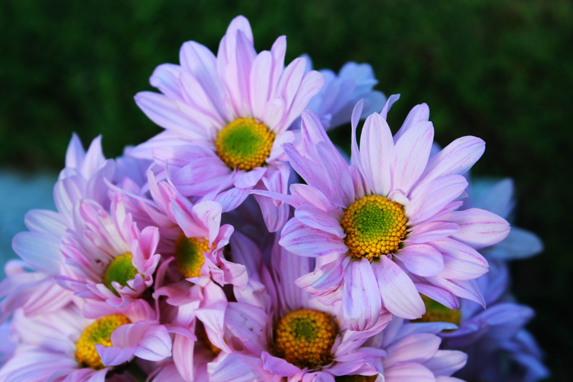 flowers lavender flowers pink flowers free photo