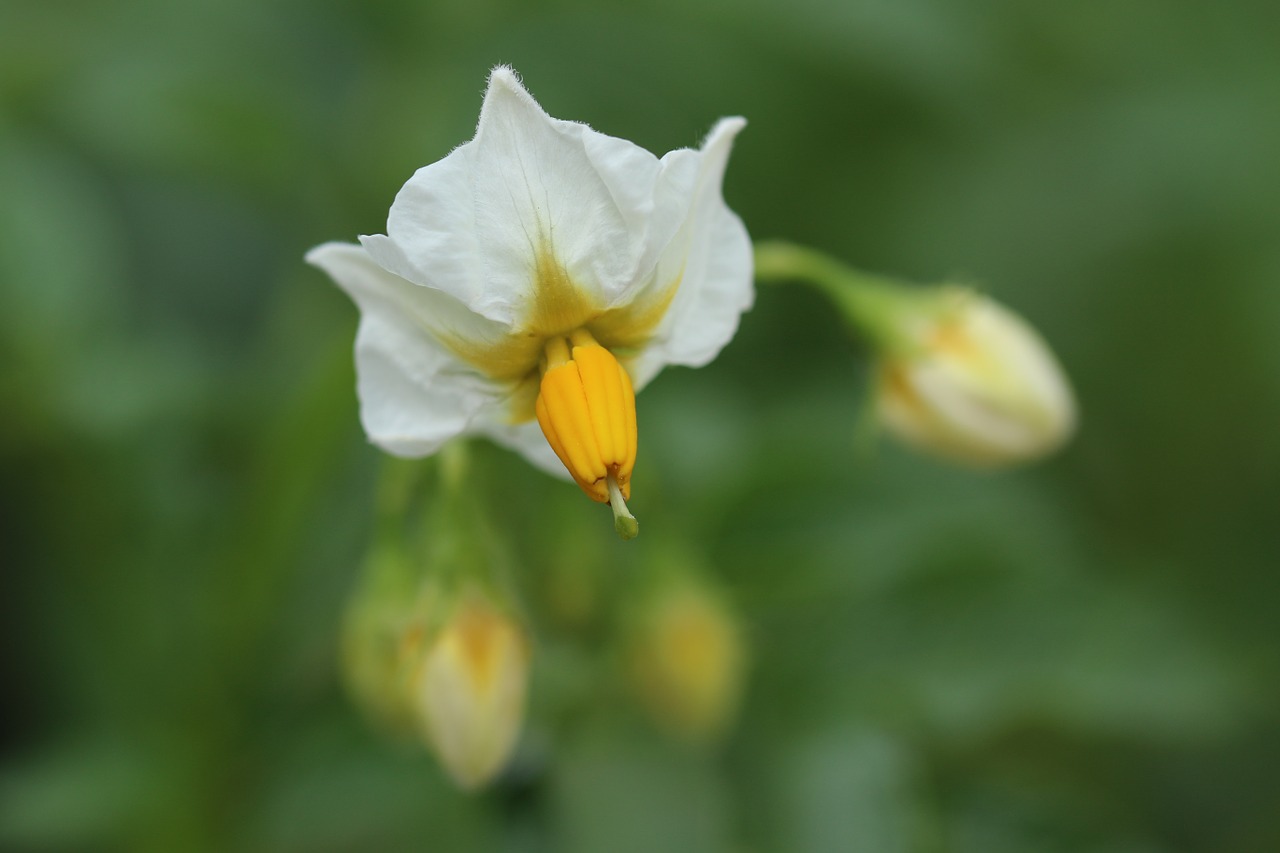 flowers plants flower gardens free photo