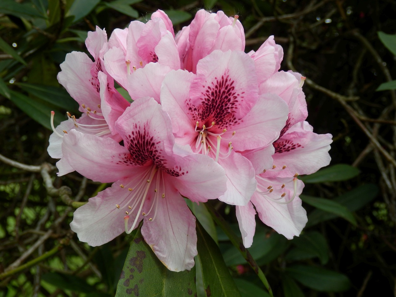 rhododendron flowers pink free photo