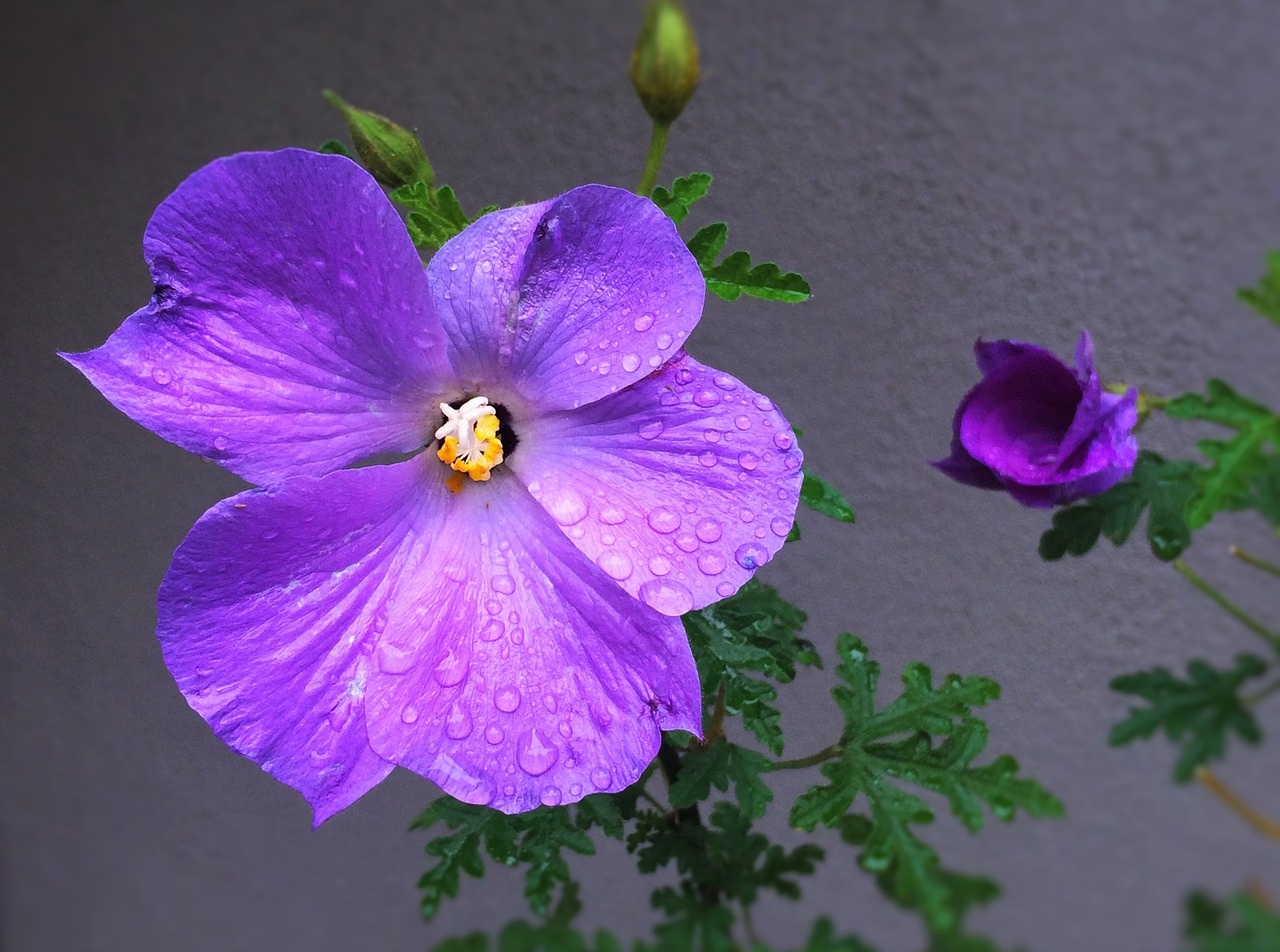 flowers purple red purple free photo