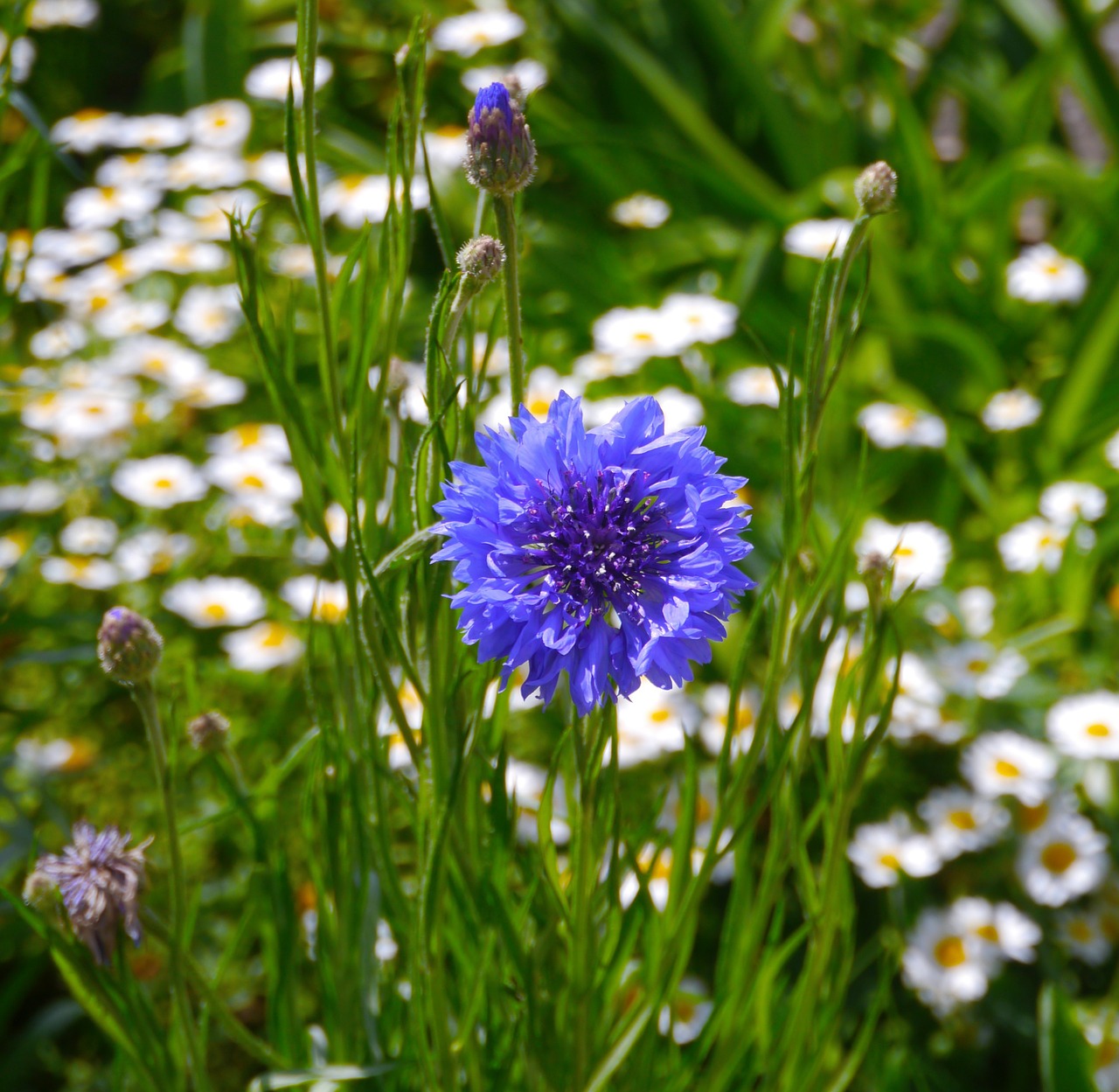 flowers blue blue-violet free photo