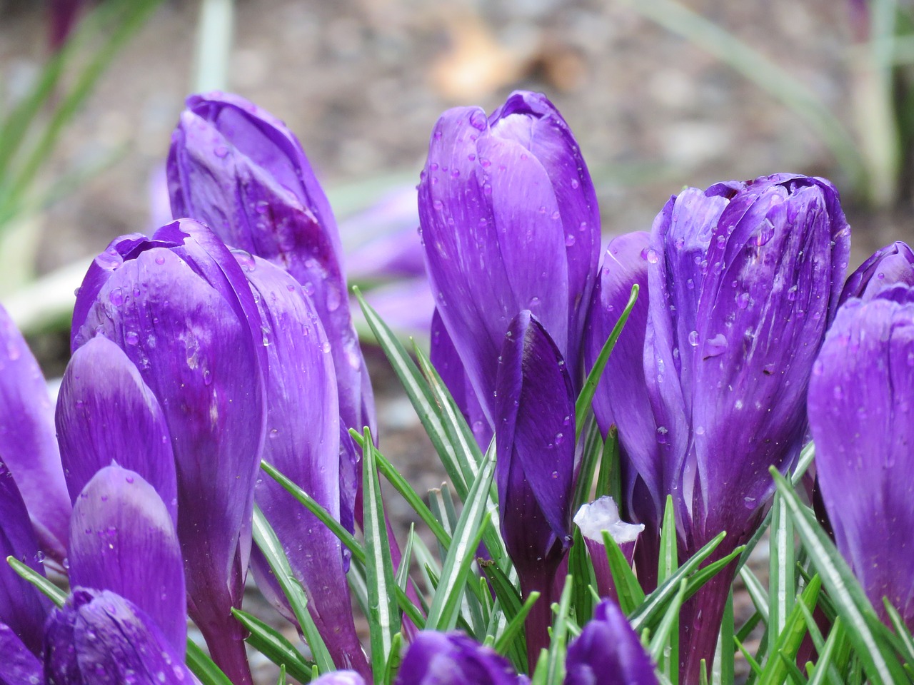 flowers spring closeup free photo