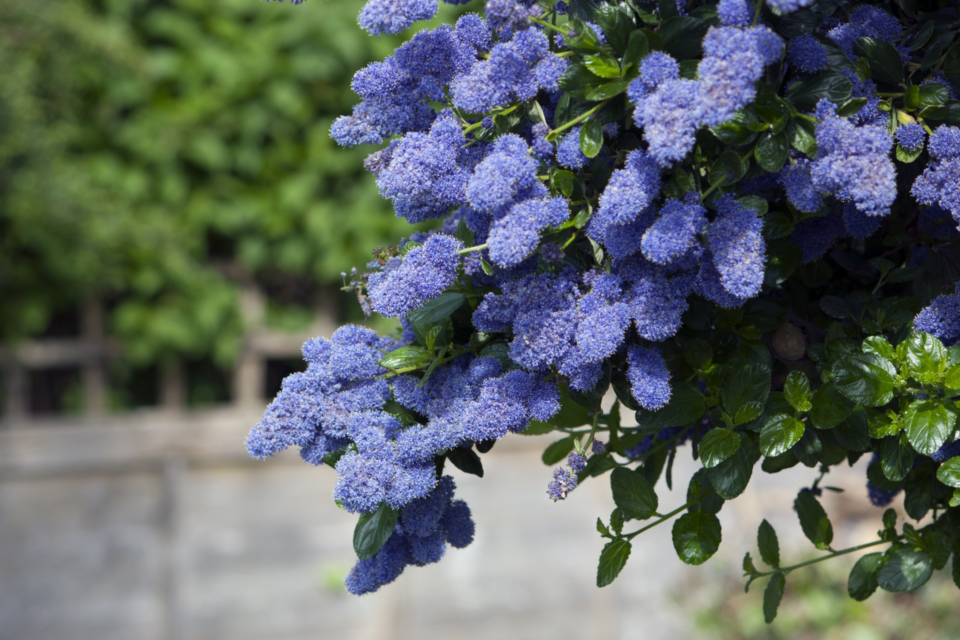 flowers blue floral free photo