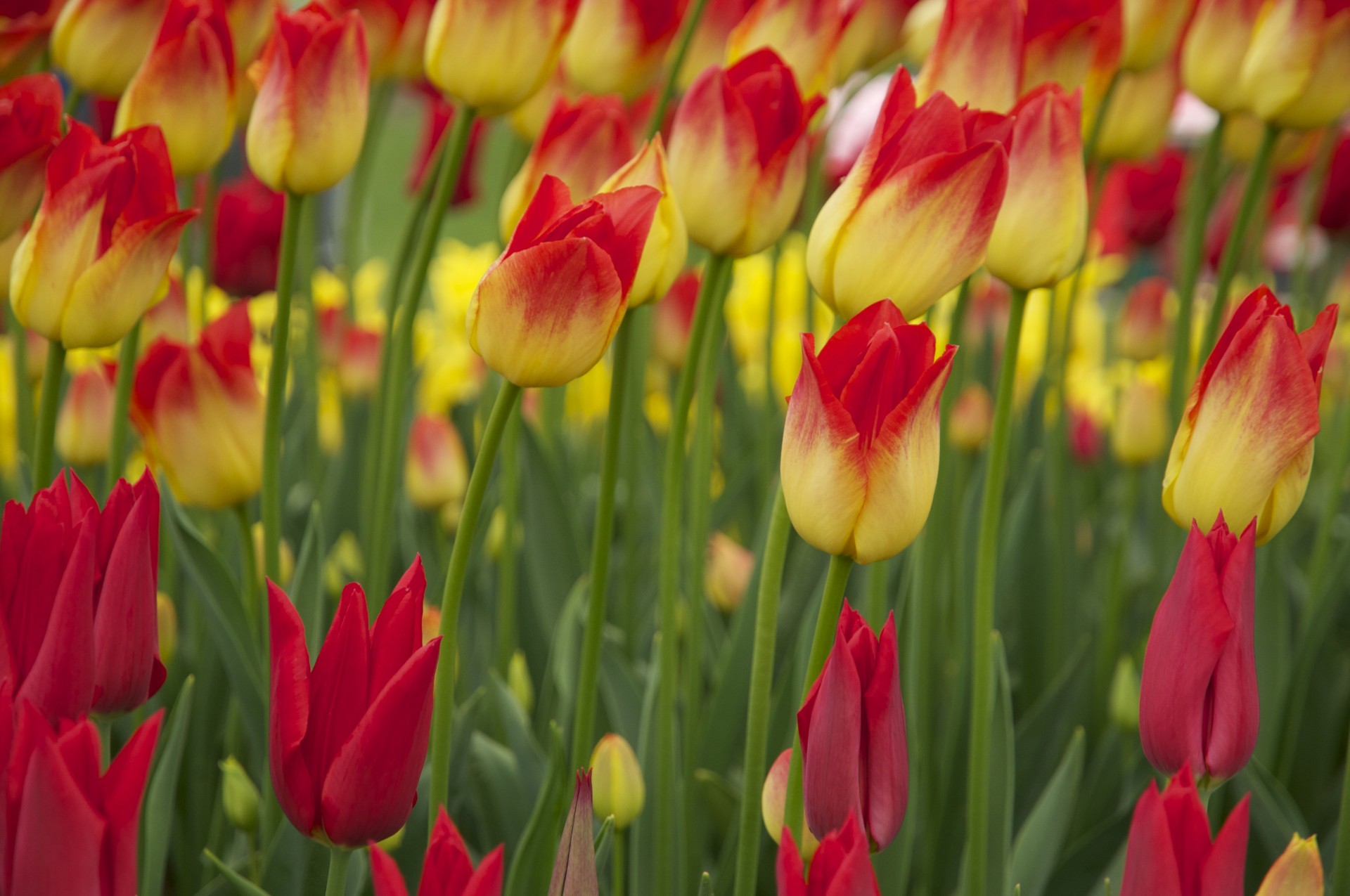 tulips tulip flowers free photo