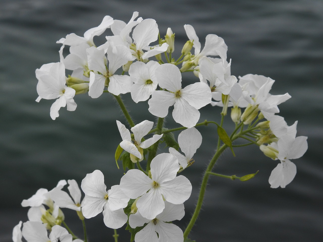 flowers spring white free photo