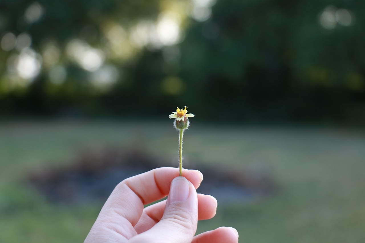 flowers in hand nature free photo