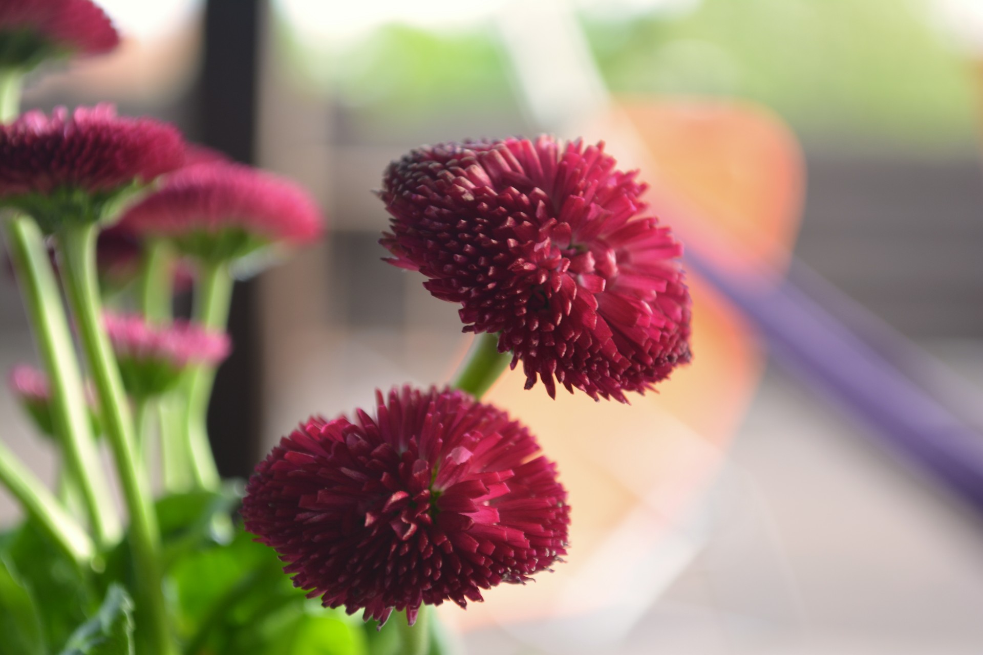 red flowers flowers free photo