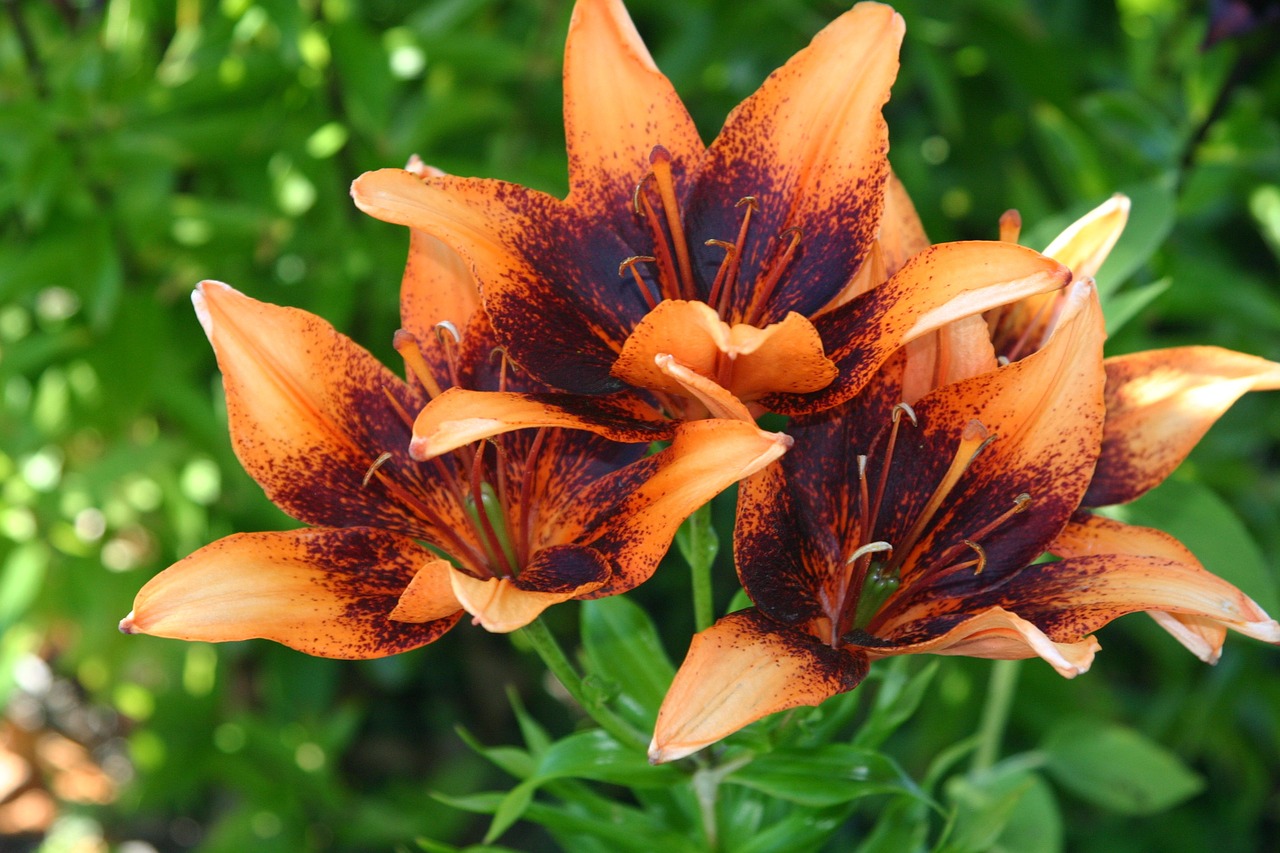 flowers orange orange flower free photo