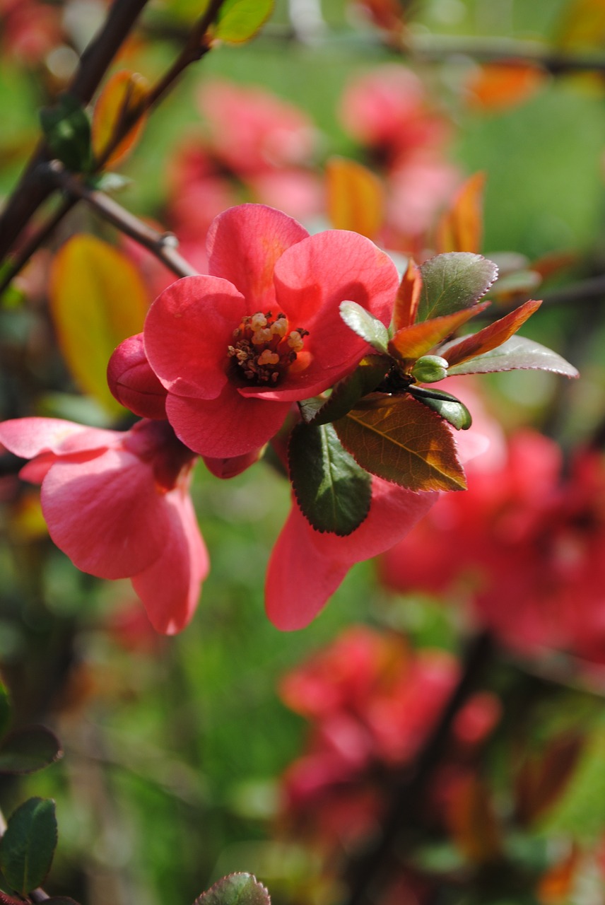 flowers bush spring free photo