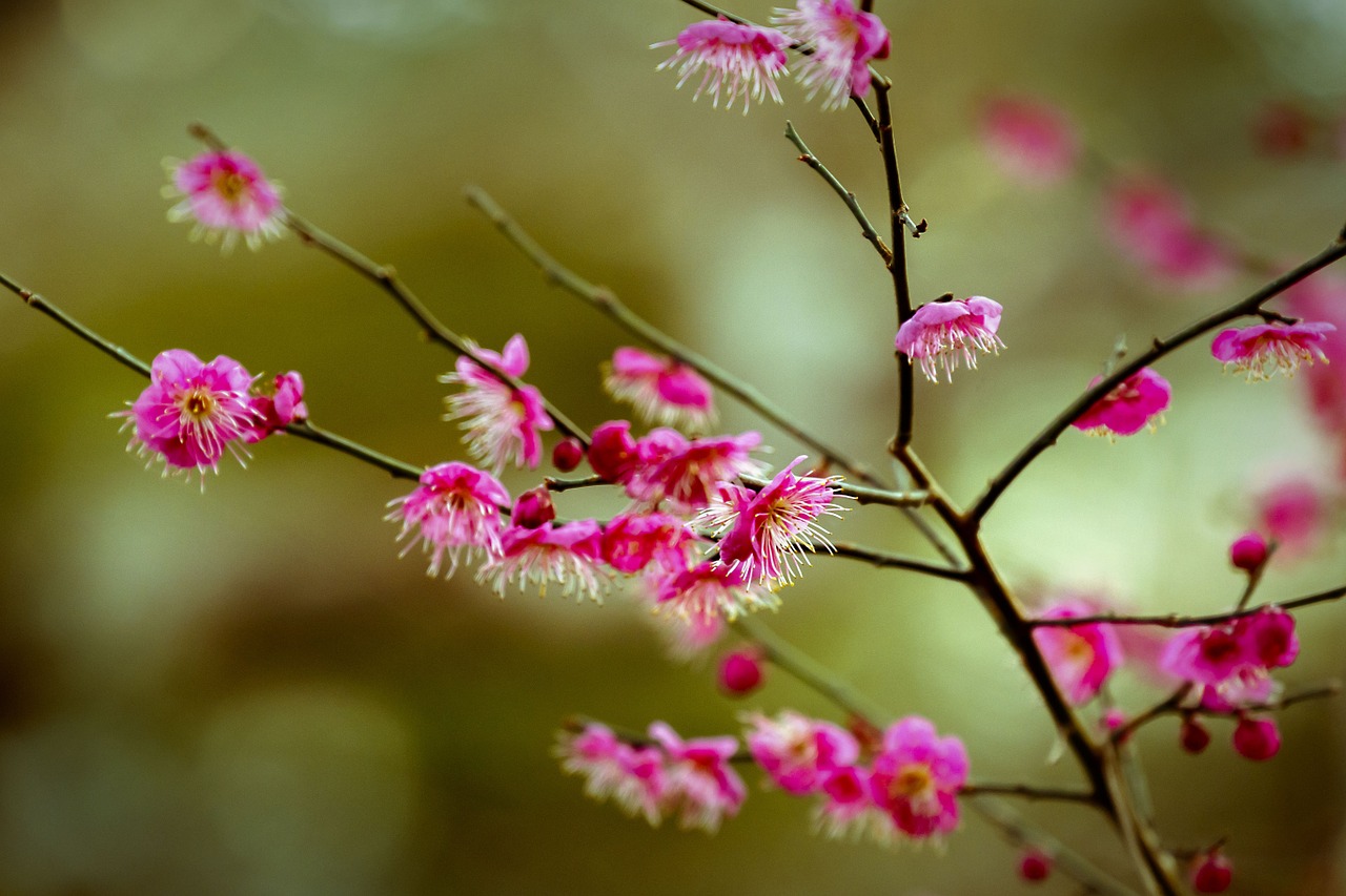 flowers plum plum blossoms free photo