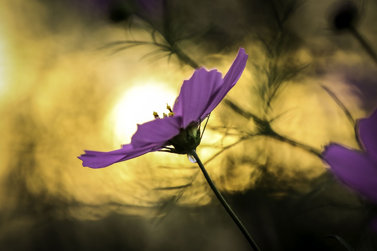 flowers cosmos autumn free photo