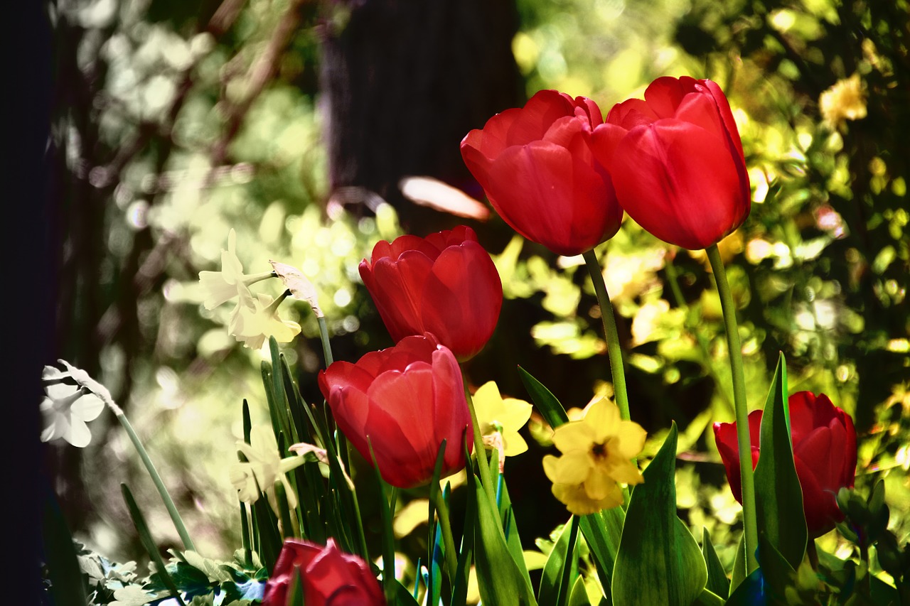 flowers tulips spring free photo