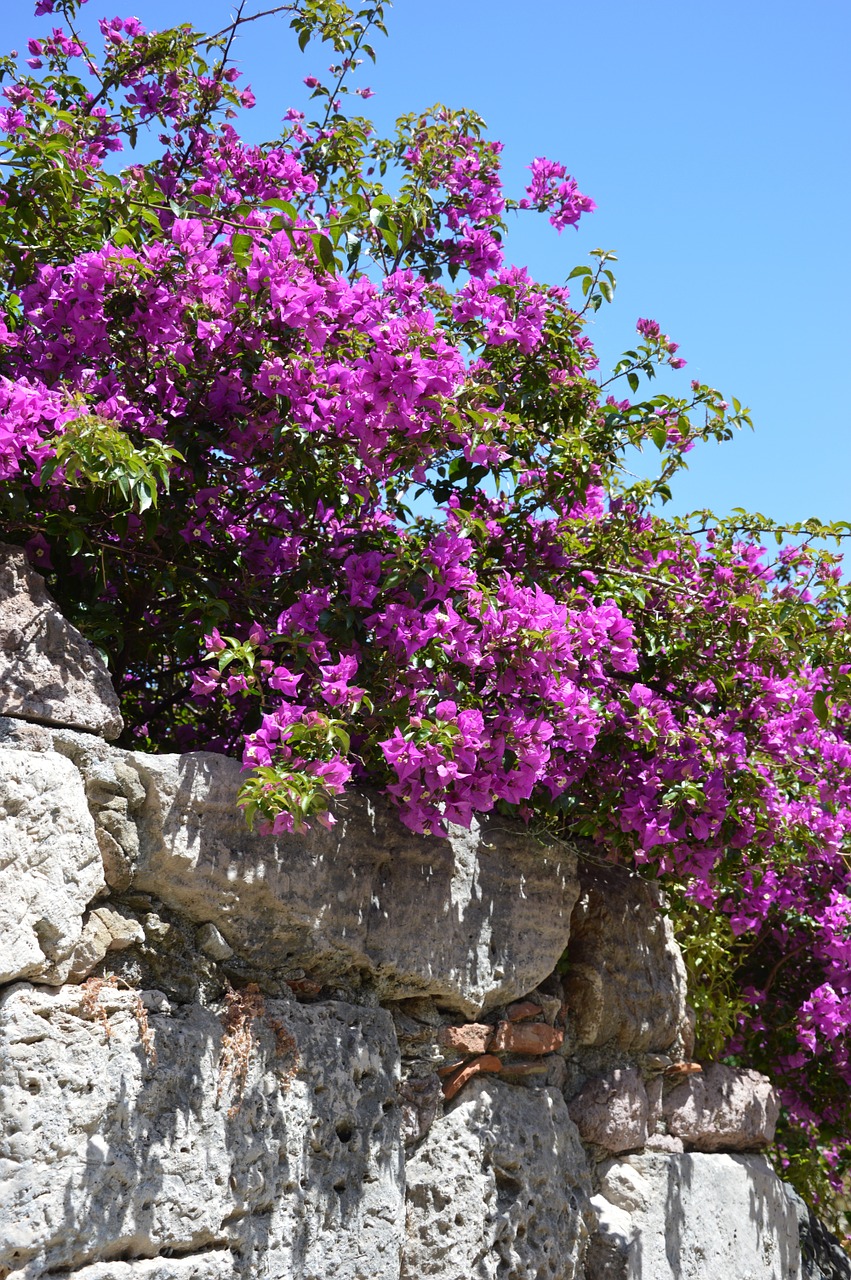 flowers bourgonvillea sand stone free photo