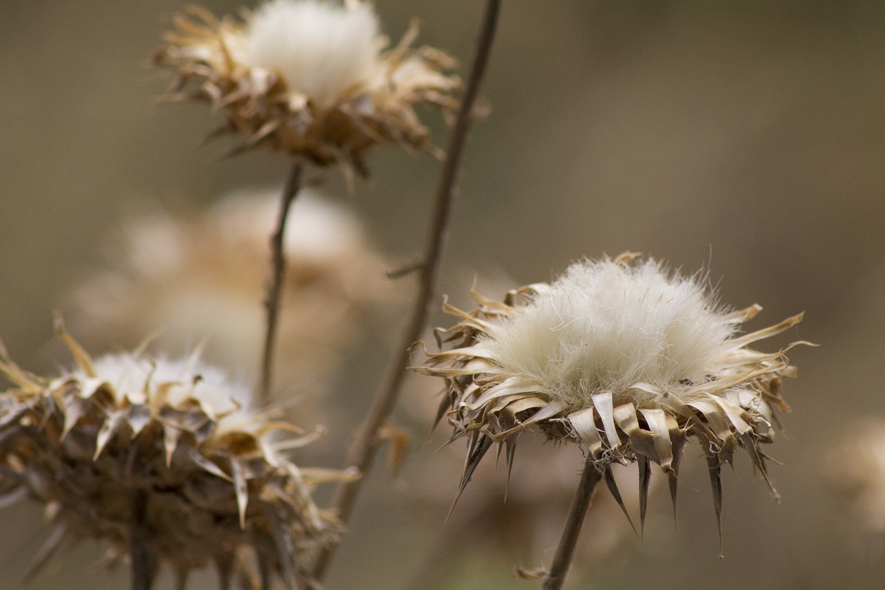 flowers cotton brown free photo