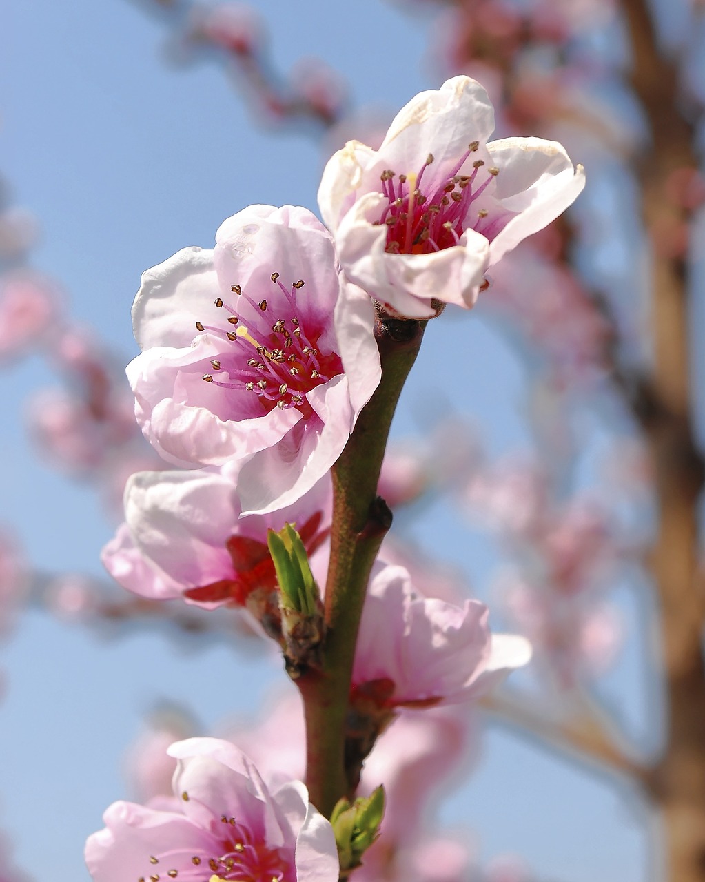 flowers outdoor nature free photo