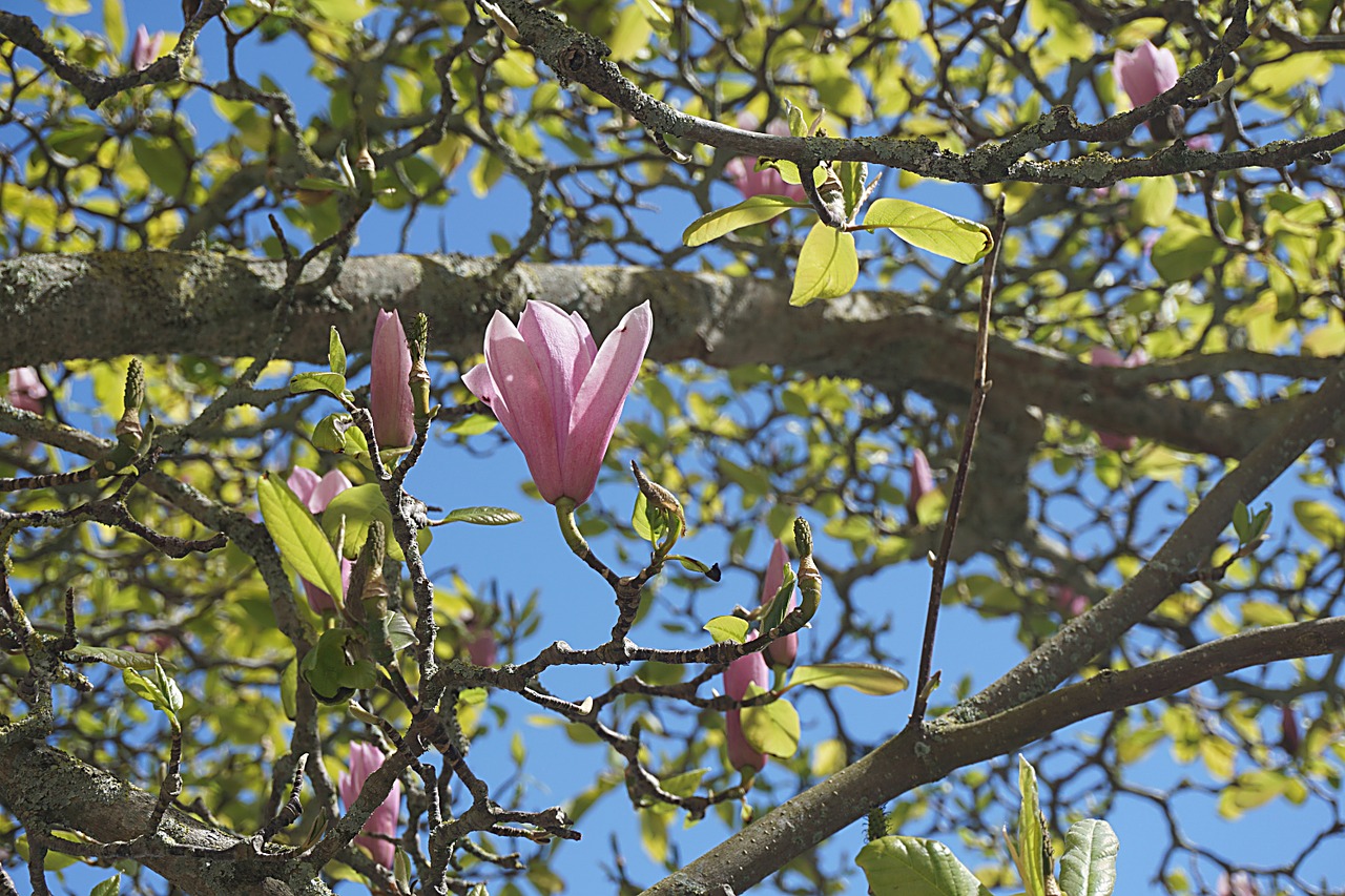 flowers magnolias spring free photo