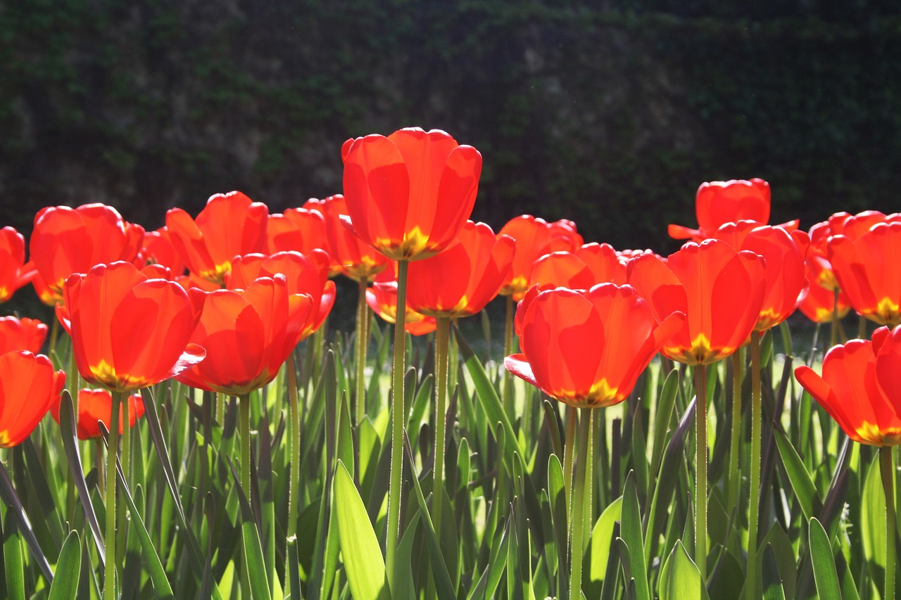 flowers tulips spring flowers free photo