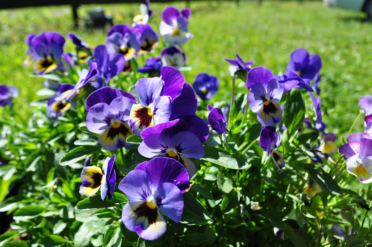 flowers stepmother garden free photo