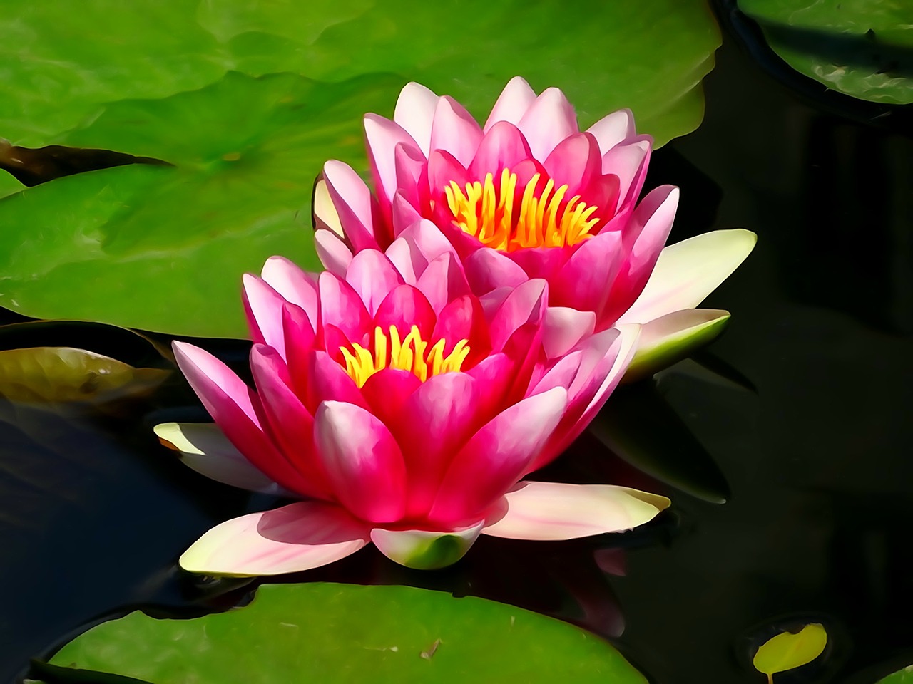 flowers water lilies nature free photo
