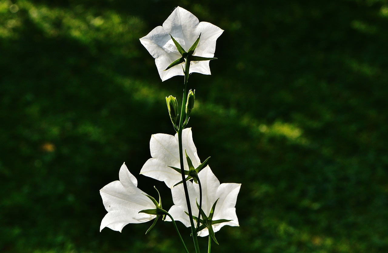 flowers bells white free photo