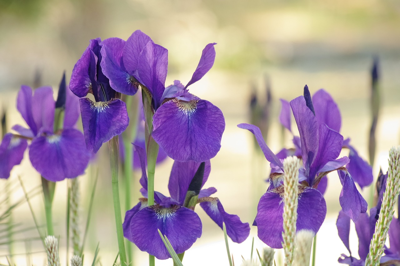 flowers blue japan free photo