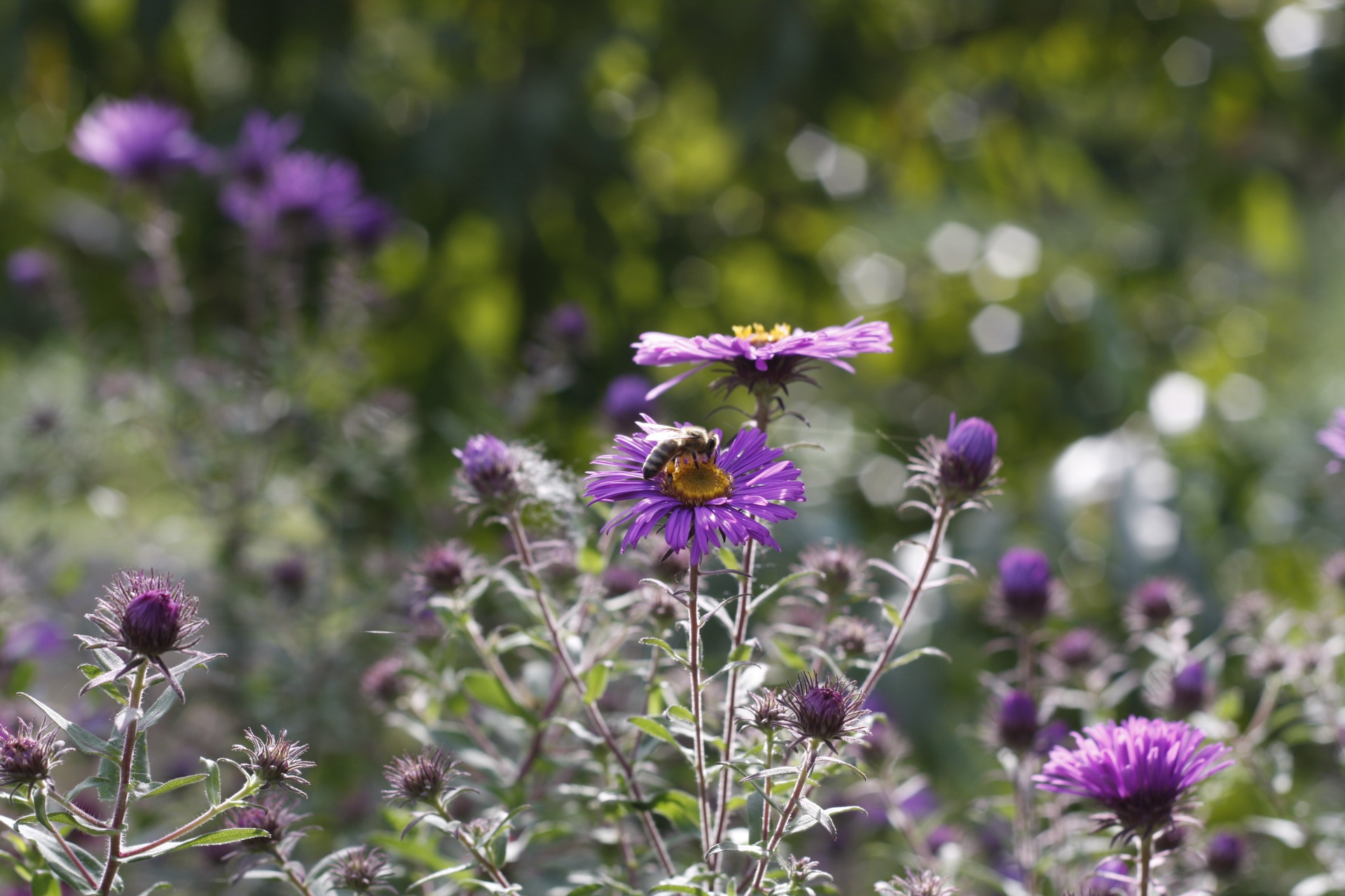 flower bee purple free photo