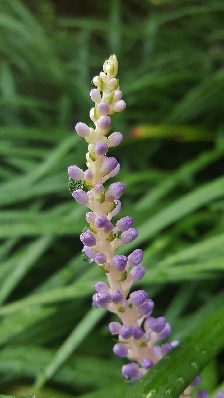 flowers flower spikes big blue lilyturf free photo