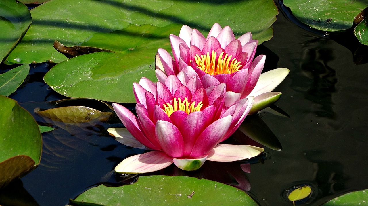 flowers water lilies blooming flowers free photo