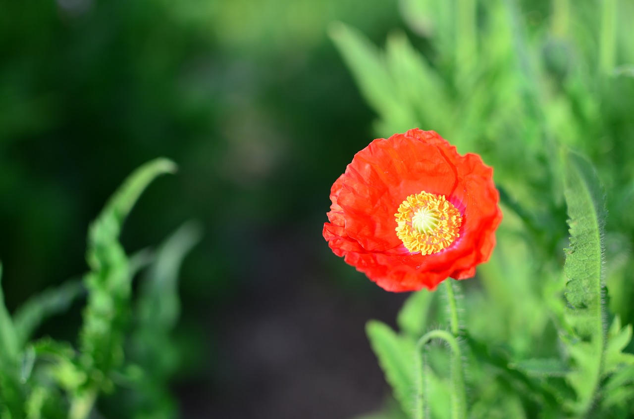 flowers red green free photo