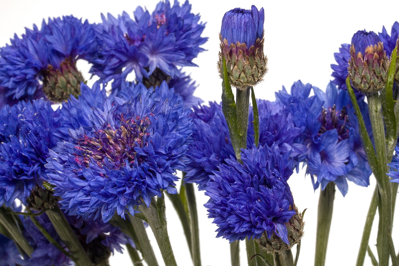 flowers cornflower blue free photo