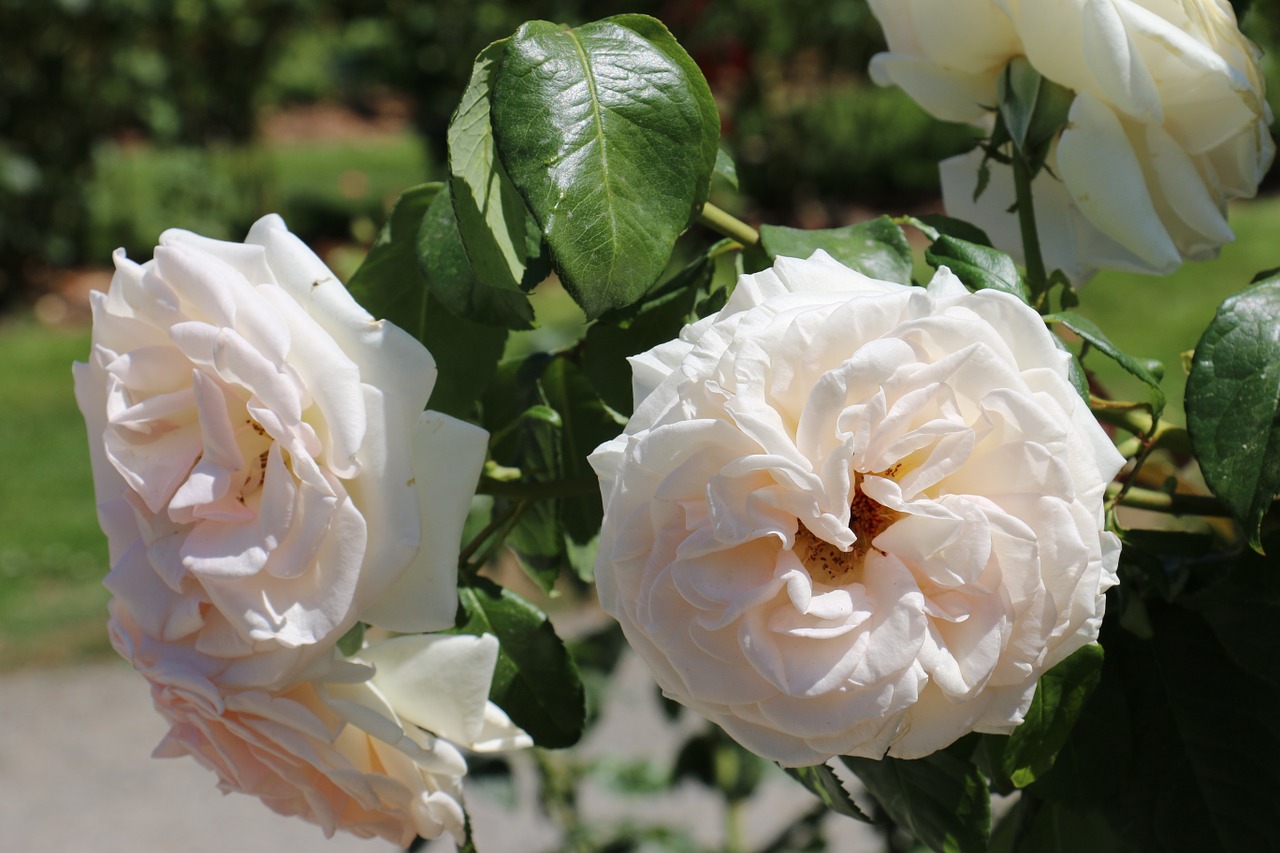 flowers white rose leaves free photo