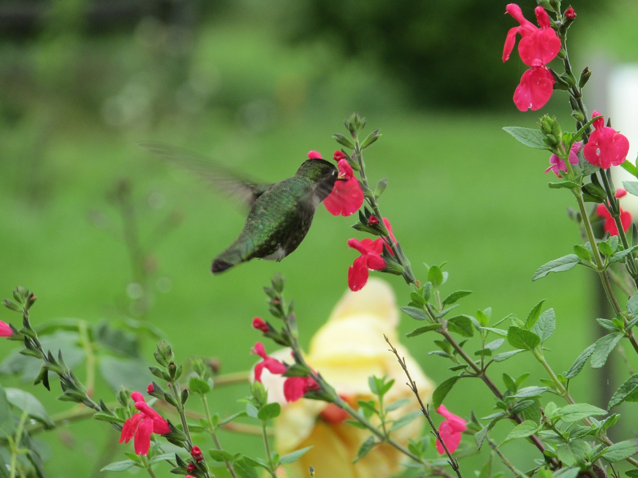 flowers bird hummingbird free photo