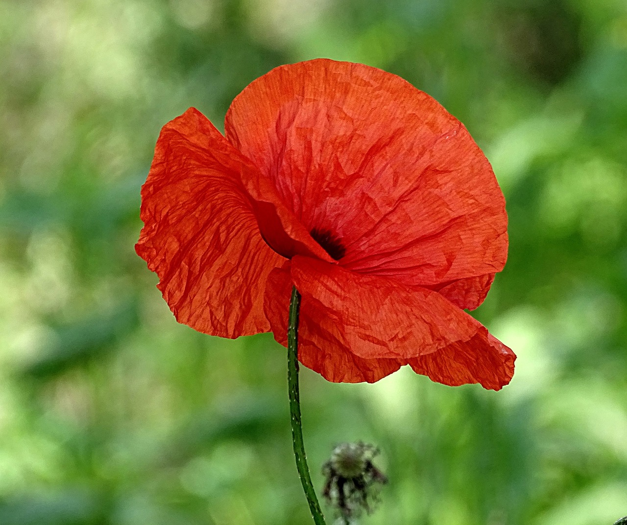 flowers poppy red free photo