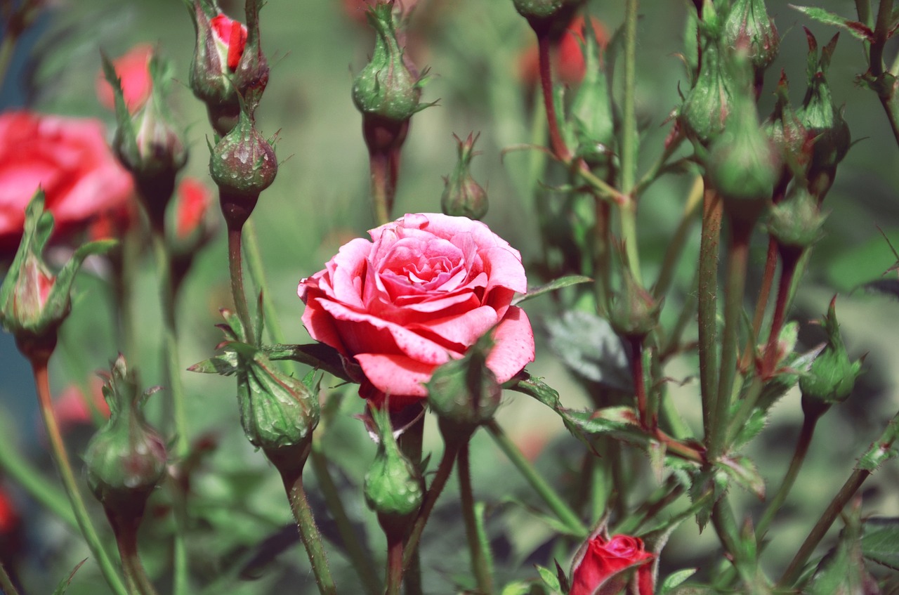 flowers still life fntaziya free photo