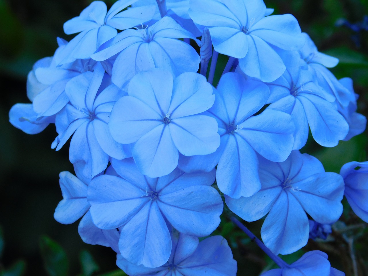 flowers blue blue flower free photo