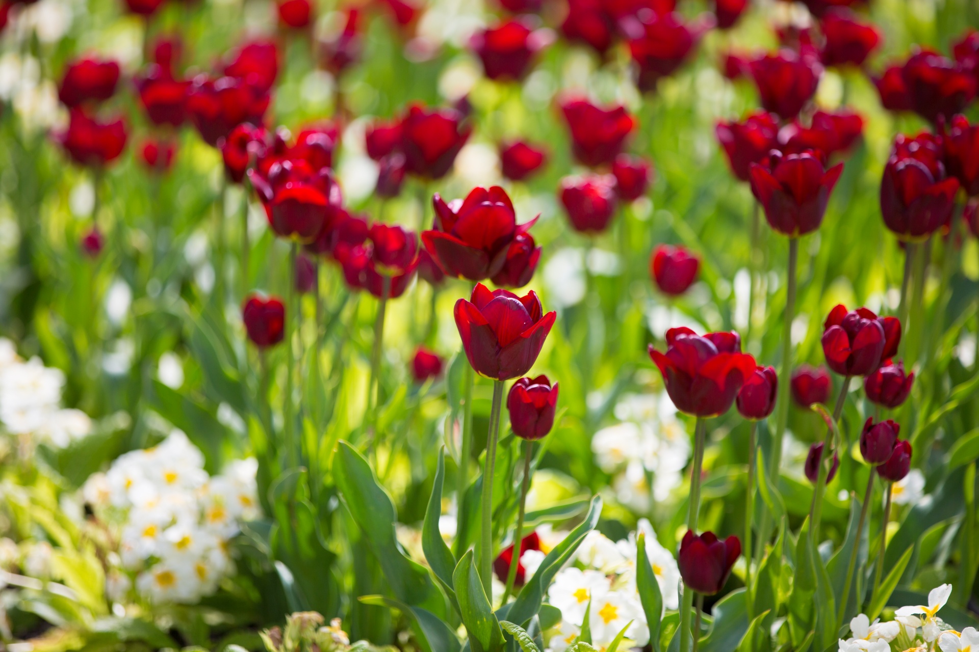 bloom blooming blossom free photo