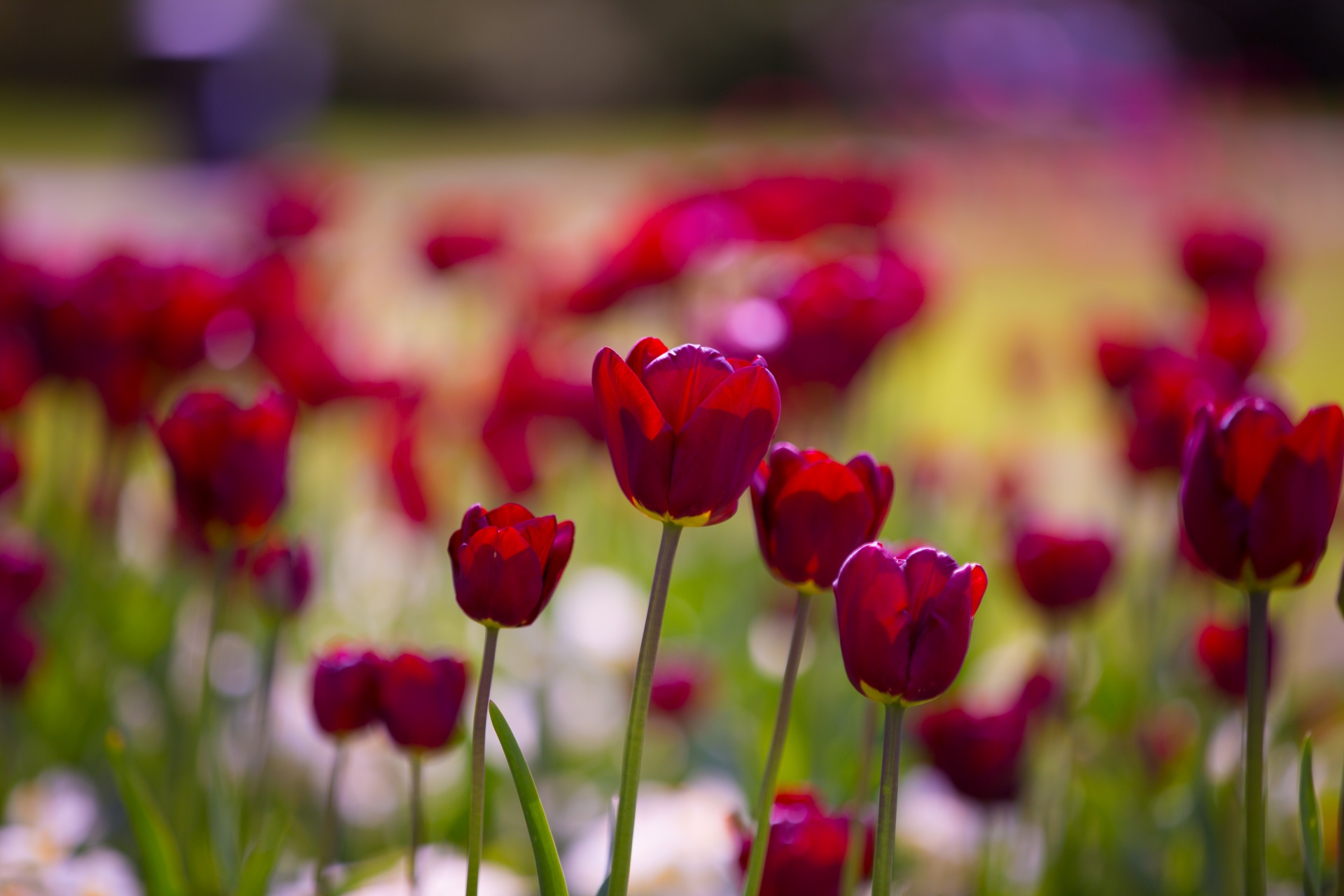 bloom blooming blossom free photo