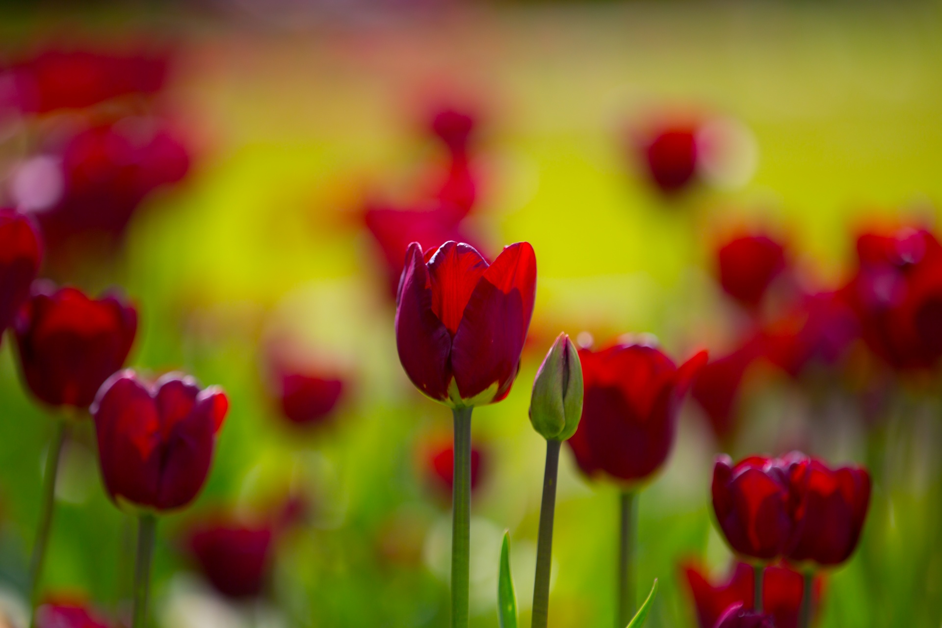 bloom blooming blossom free photo