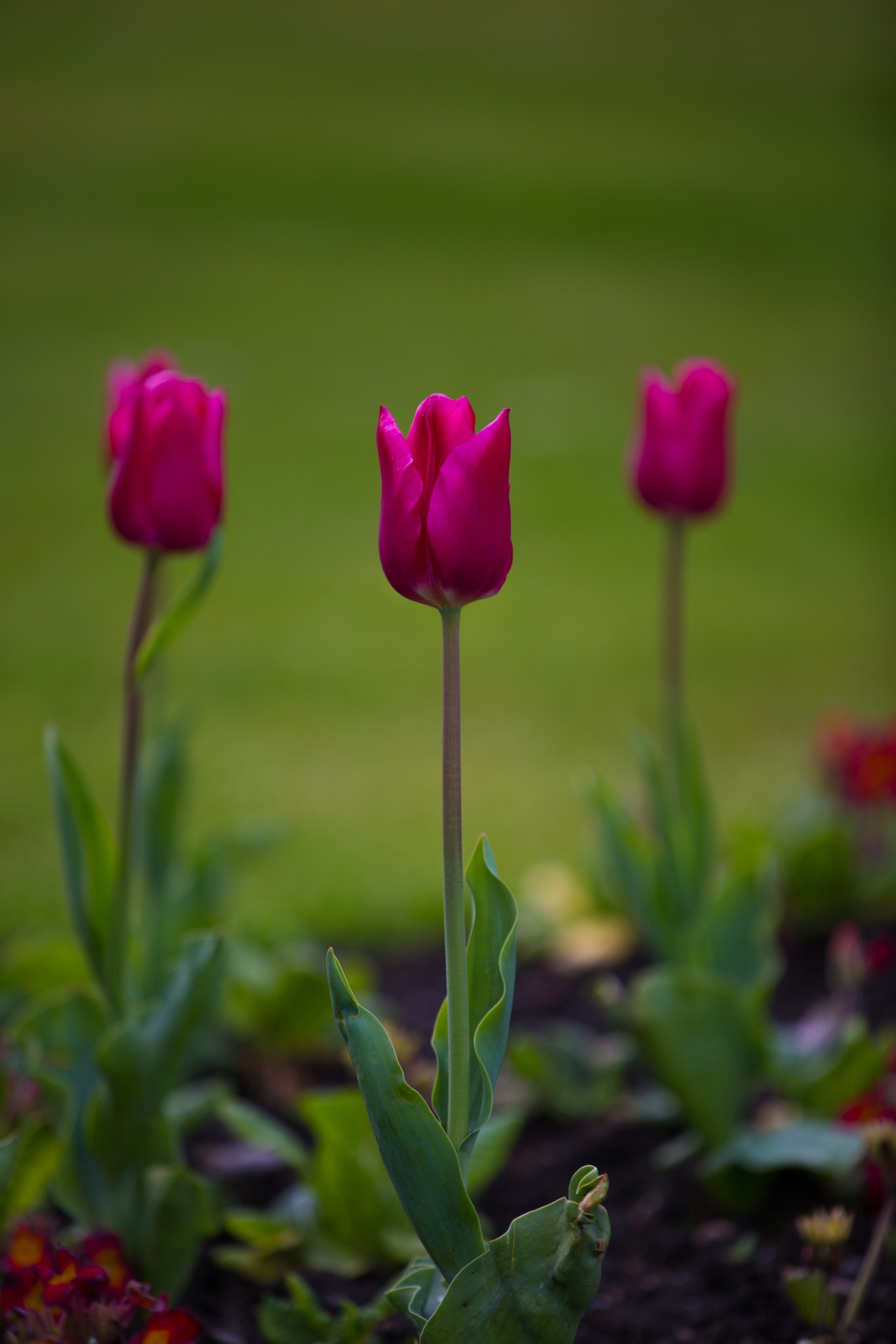 bloom blooming blossom free photo