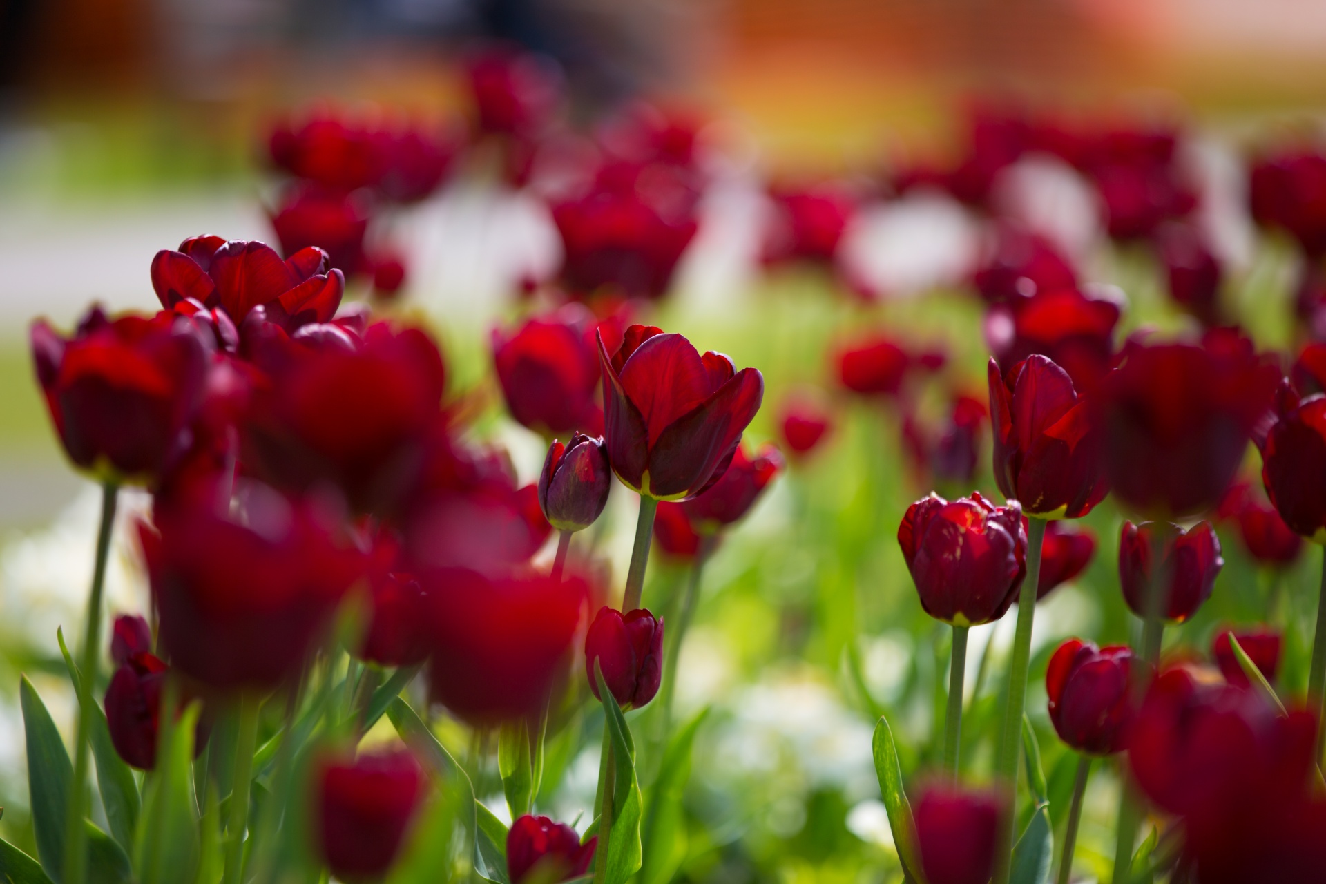 bloom blooming blossom free photo