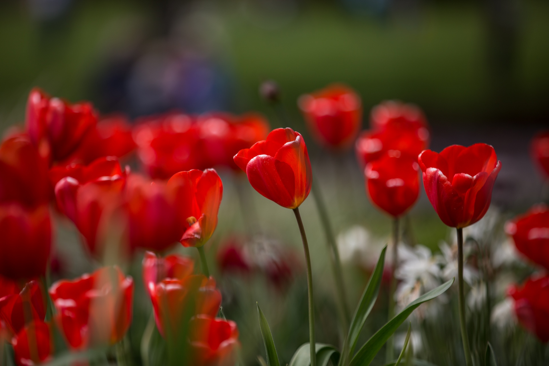 bloom blooming blossom free photo