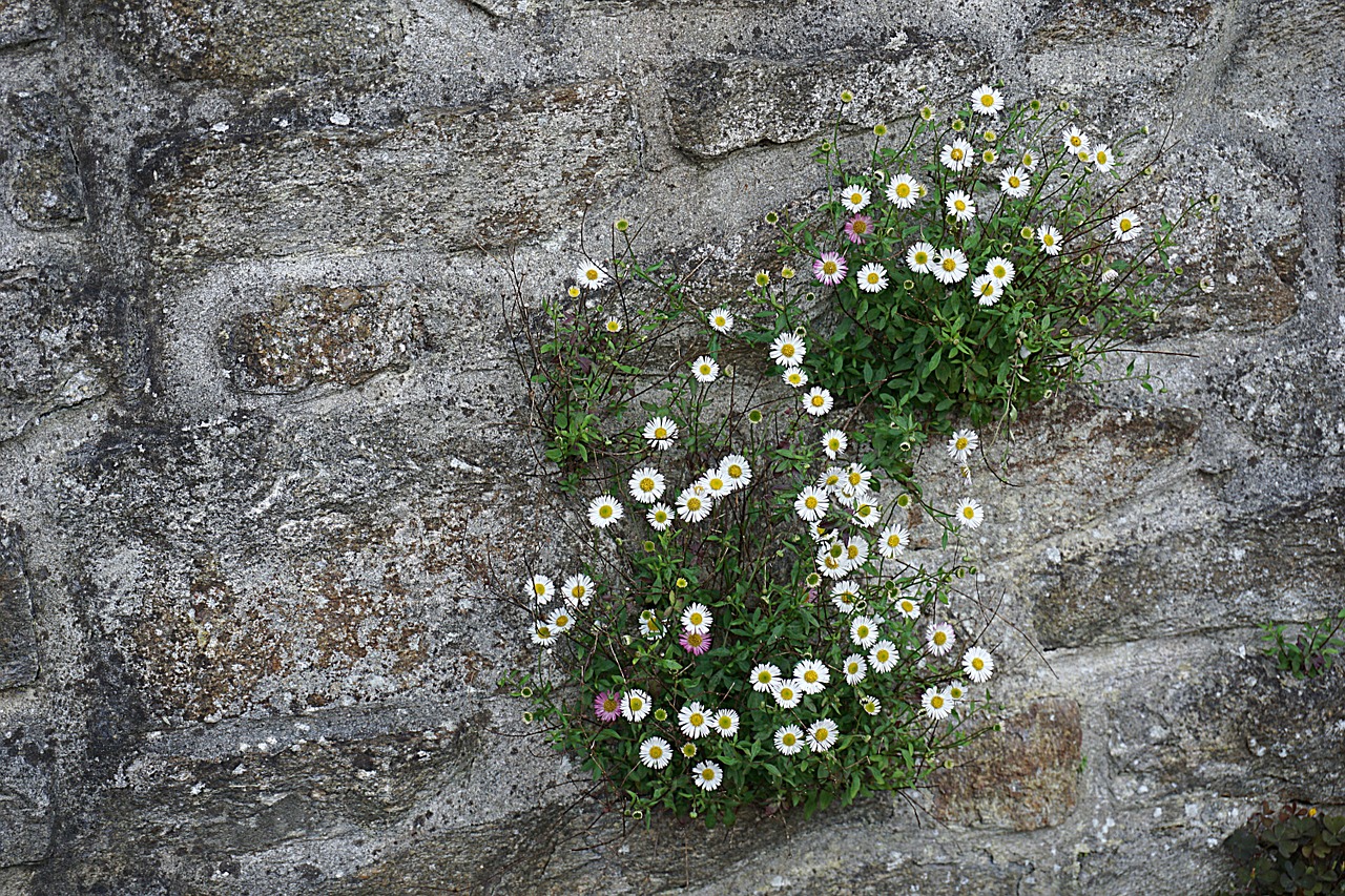 flowers white wall free photo